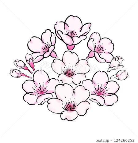 桜の花のボタニカルなイラスト 124260252