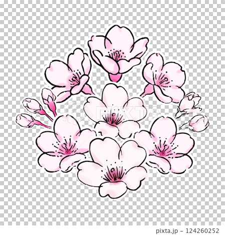 桜の花のボタニカルなイラスト 124260252