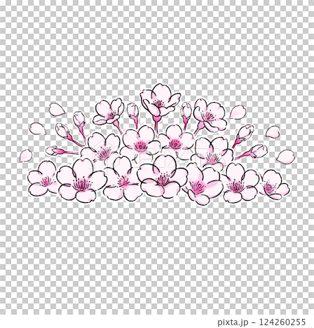 桜の花のボタニカルなイラスト 124260255