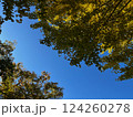 秋の空に色づき始めたイチョウの木 124260278