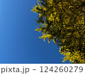 秋の空と紅葉したイチョウの木 124260279