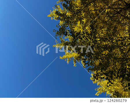 秋の空と紅葉したイチョウの木 124260279
