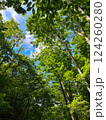 森の中から見上げる空 124260280