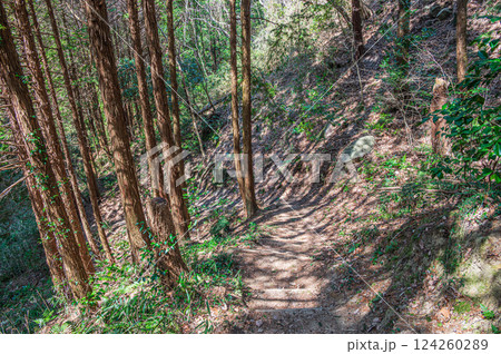 樹林の中のハイキングコース　大阪府交野市 124260289
