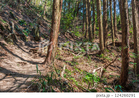 樹林の中のハイキングコース　大阪府交野市 124260291