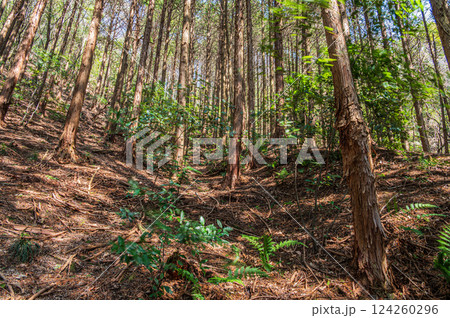 針葉樹林（ヒノキ林）風景　大阪府交野市 124260296