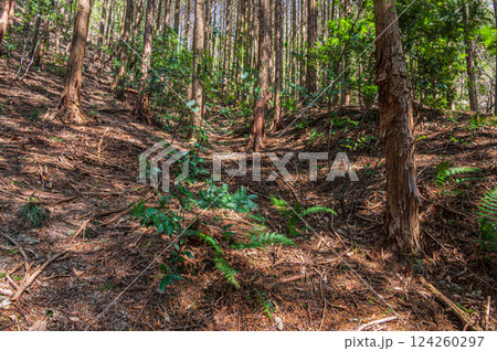 針葉樹林（ヒノキ林）風景　大阪府交野市 124260297