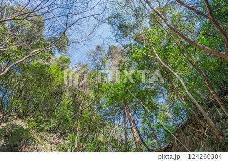 源氏の滝側の雑木林　大阪府交野市 124260304