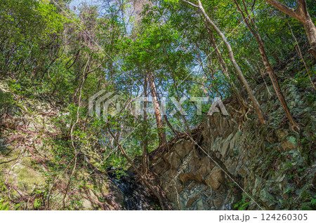 源氏の滝側の雑木林　大阪府交野市 124260305