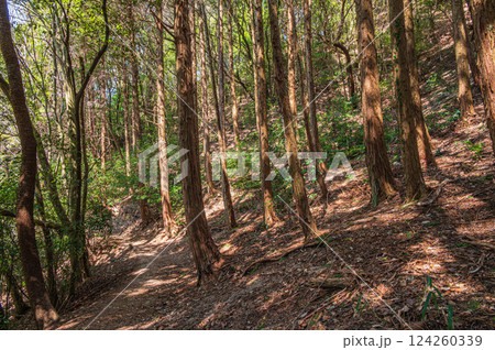 針葉樹林(ヒノキ林)風景 大阪府交野市 針葉樹林(ヒノキ林)風景 大阪府交野市 124260339