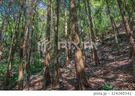 針葉樹林（ヒノキ林）風景　大阪府交野市 124260342