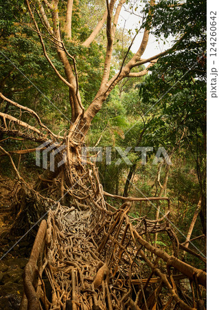 Living root bridge in Meghalaya, India 124260642
