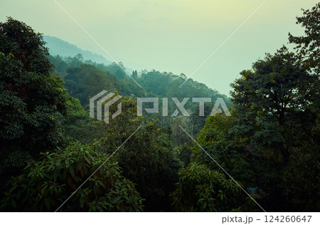 Landscape of beautiful forest in India Landscape of beautiful forest in India 124260647