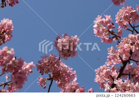 早春の公園に咲くピンク色のカワヅザクラの花 早春の公園に咲くピンク色のカワヅザクラの花 124260663