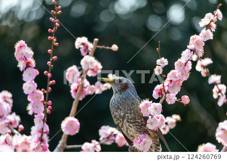 ピンク色の梅の花とヒヨドリ ピンク色の梅の花とヒヨドリ 124260769
