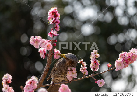 ピンク色の梅の花とメジロが可愛い 124260770