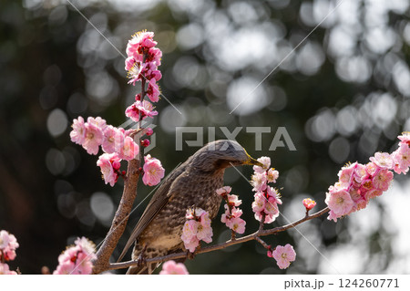 満開の寒緋桜の花に囲まれてくつろぐヒヨドリ 満開の寒緋桜の花に囲まれてくつろぐヒヨドリ 124260771