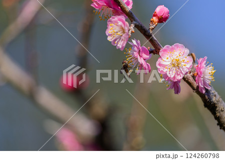 春の訪れを告げる梅の花 124260798
