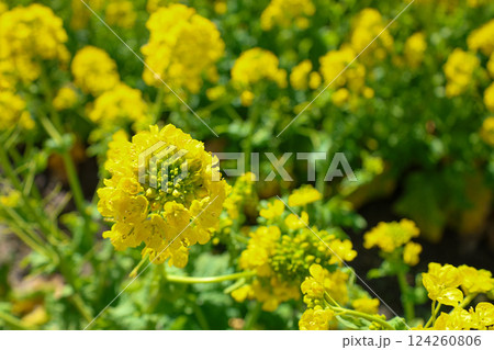 春の訪れを告げる菜の花 124260806