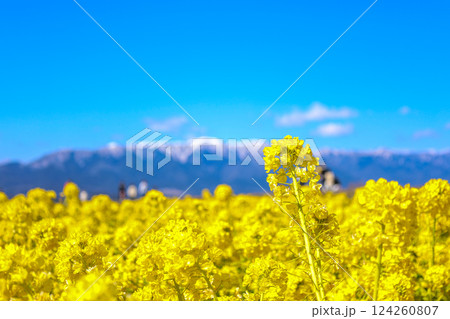菜の花畑と雪山 菜の花畑と雪山 124260807