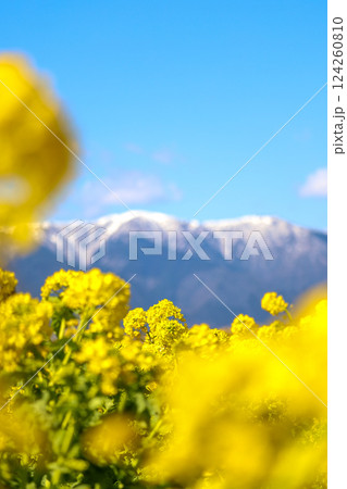 菜の花畑と雪山 菜の花畑と雪山 124260810