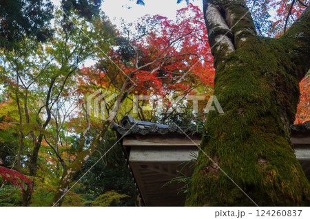 紅葉が美しい秋の風景 紅葉が美しい秋の風景 124260837