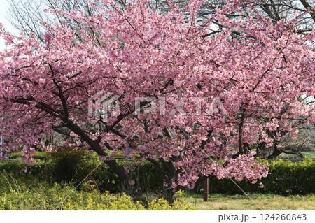 早春の公園に咲くピンク色のカワヅザクラの花 124260843