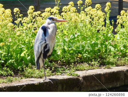 菜の花とアオサギ! 菜の花とアオサギ! 124260898