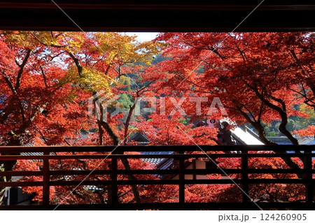 楊谷寺　室内から見た紅葉 124260905