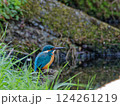 東京で暮らすカワセミ 124261219