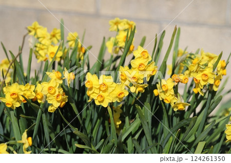早春の庭に咲く黄色いフサザキスイセンの花 124261350