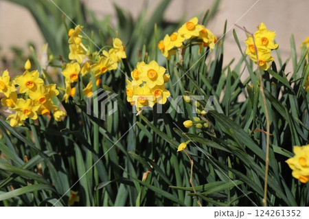 早春の庭に咲く黄色いフサザキスイセンの花 124261352