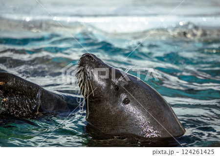 水面に顔を出すアザラシ 124261425