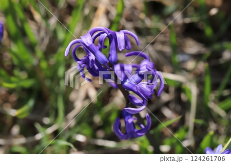 春の野原に咲く紫色のヒヤシンスの花 124261706