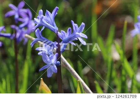 春の野原に咲く紫色のヒヤシンスの花 春の野原に咲く紫色のヒヤシンスの花 124261709