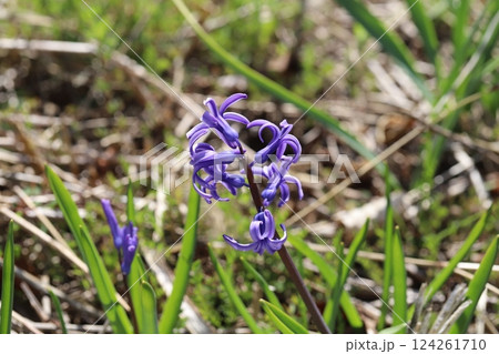 春の野原に咲く紫色のヒヤシンスの花 124261710