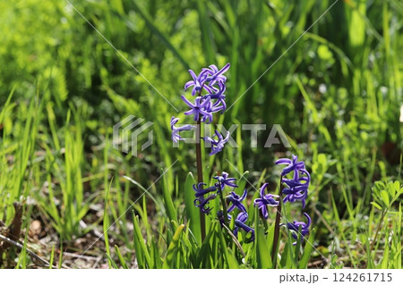 春の野原に咲く紫色のヒヤシンスの花 春の野原に咲く紫色のヒヤシンスの花 124261715