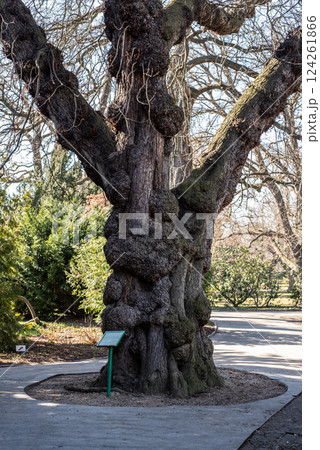 Royal Garden of the Prague Castle, Kralovska Zahrada, an Italian Renaissance garden situated in Prague, Czech Republic Royal Garden of the Prague Castle, Kralovska Zahrada, an Italian Renaissance garden situated in Prague, Czech Republic 124261866