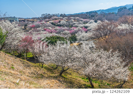 梅林　（裾野市　梅の里） 124262109
