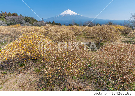 富士山と三椏（ミツマタ）　黄色の花畑 124262166