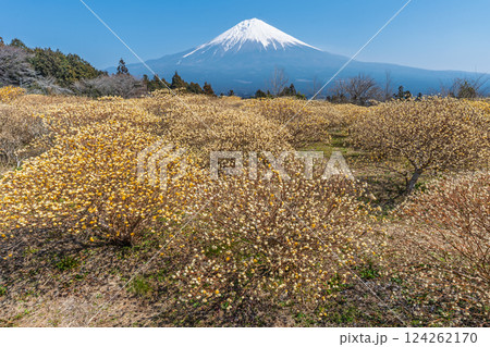 富士山と三椏（ミツマタ）　黄色の花畑 124262170