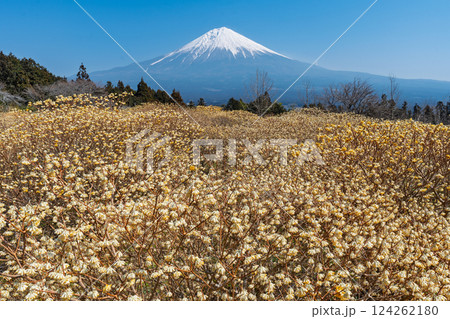富士山と三椏(ミツマタ) 黄色の花畑 富士山と三椏(ミツマタ) 黄色の花畑 124262180