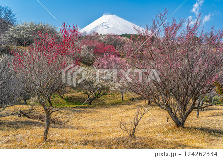 富士山と梅林　裾野市　梅の里 124262334