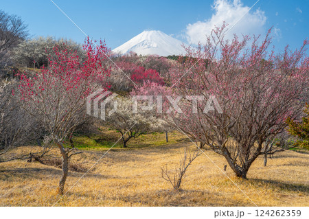 富士山と梅林 裾野市 梅の里 富士山と梅林 裾野市 梅の里 124262359
