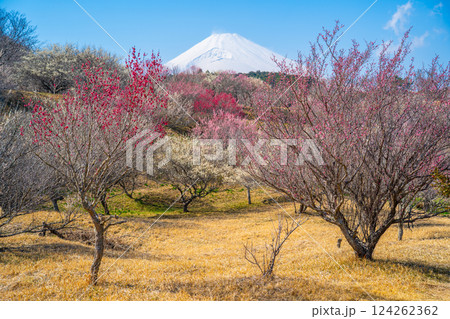 富士山と梅林　裾野市　梅の里 124262362