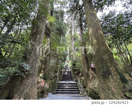 箱根神社 参道 箱根神社 参道 124262421