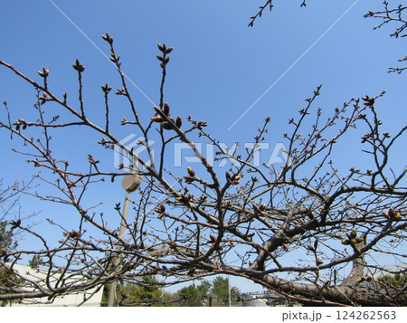 まだ固い桜の蕾 まだ固い桜の蕾 124262563