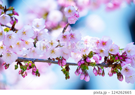 開花したばかりの桜 124262665