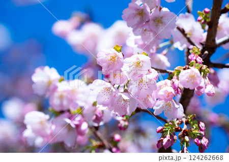 開花したばかりの桜 124262668
