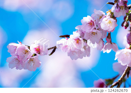 開花したばかりの桜 124262670